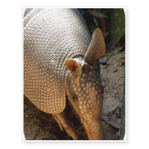 Armadillo Temporary Tattoos