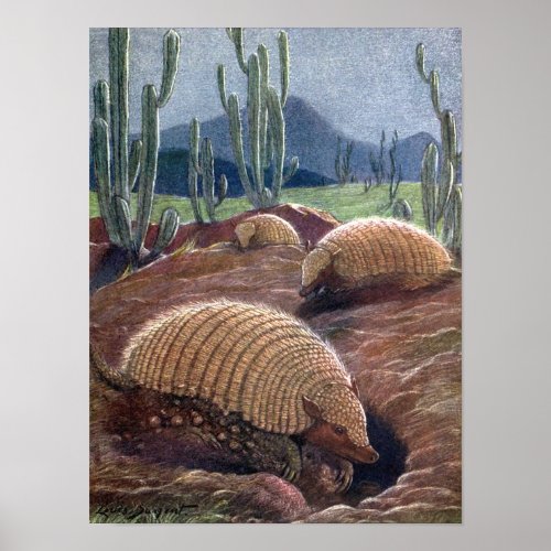 Armadillos by Louis Sargent Vintage Wild Animals Poster