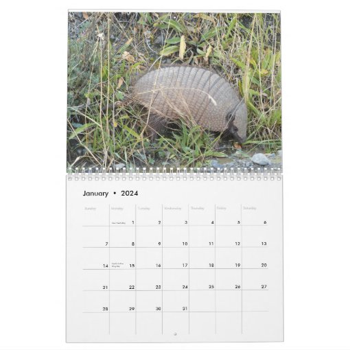 Armadillos Calendar Zazzle