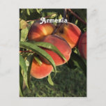 Armenian Apricots Postcard