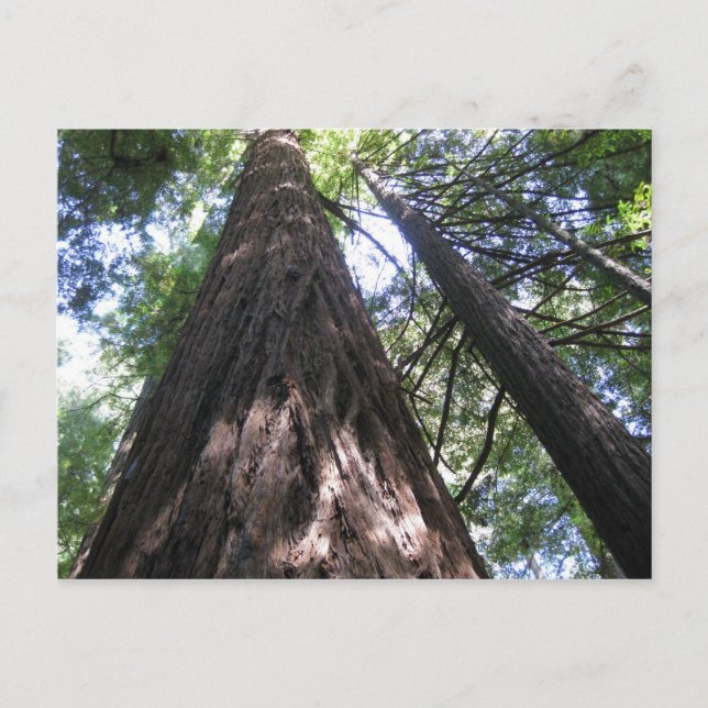 Armstrong Woods, Ca. Postcard (Front)