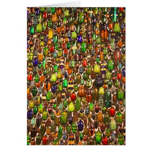 Army of Beetles and Bugs Cards (Front)