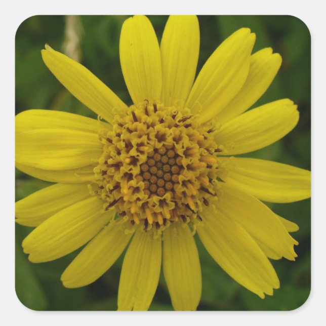 Arnica chamissonis square sticker (Front)