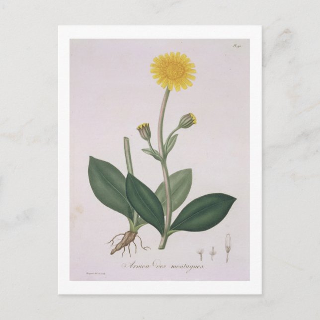 Arnica Montana from 'Phytographie Medicale' by Jos Postcard (Front)