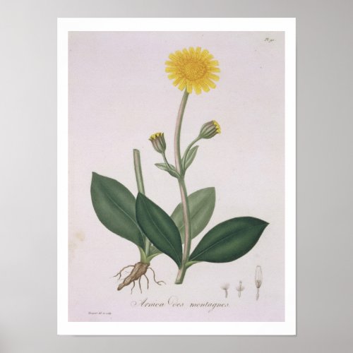 Arnica Montana from Phytographie Medicale by Jos Poster