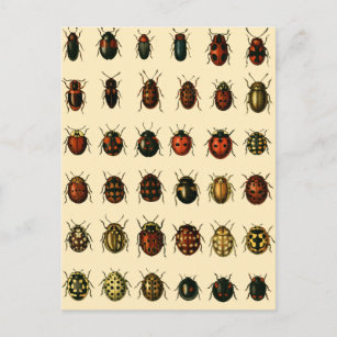 Array of Ladybirds Postcard