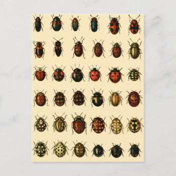 Array Of Ladybirds Postcard by ThinxShop at Zazzle