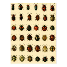 ladybird gift ideas