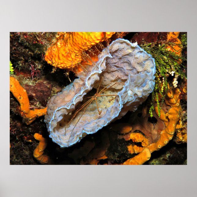 Arrow Crab Straddling a Sponge Poster (Front)