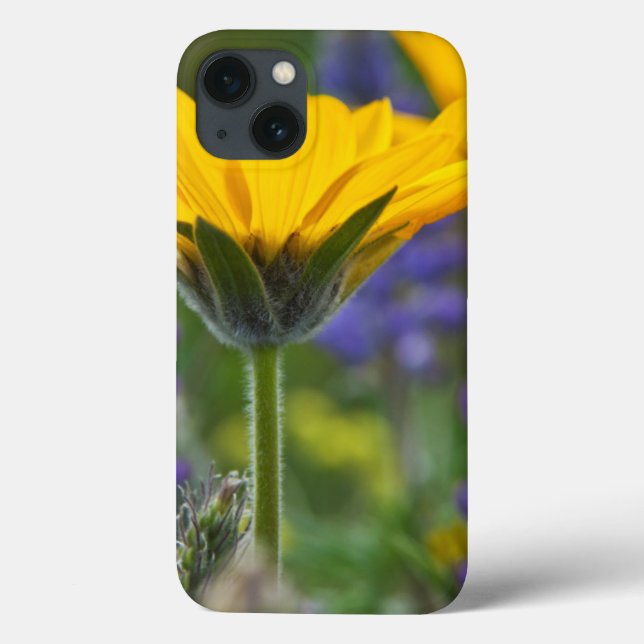 Arrowleaf Balsam Root and Lupine in Spring Bloom Case-Mate iPhone Case (Back)