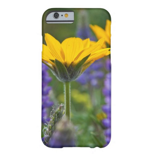 Arrowleaf Balsam Root and Lupine in Spring Bloom Barely There iPhone 6 Case