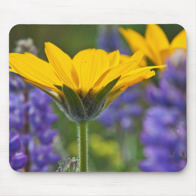 Arrowleaf Balsam Root and Lupine in Spring Bloom Mouse Pad (Front)