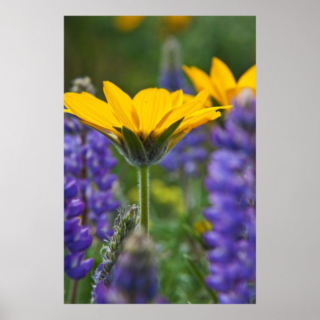 Arrowleaf Balsam Root and Lupine in Spring Bloom Poster (Front)