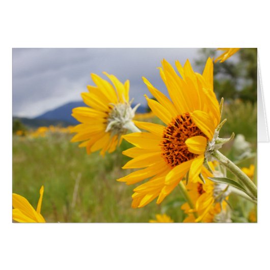 Arrowleaf Balsamroot Cards (Front Horizontal)