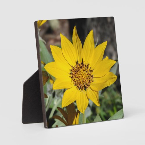 Arrowleaf Balsamroot Desktop Plaque