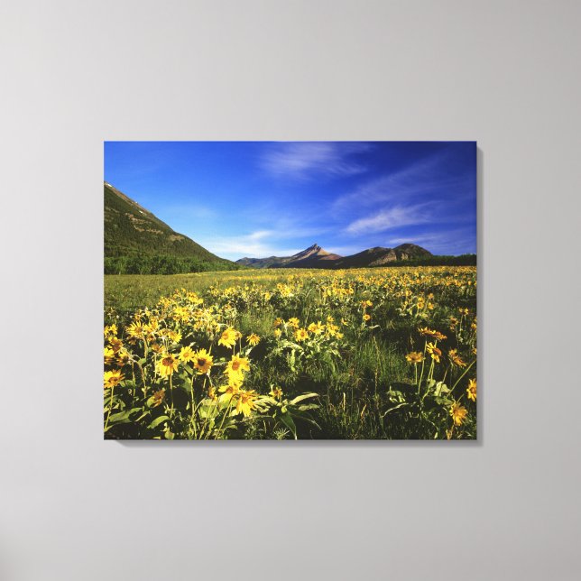 Arrowleaf balsomroot covers the praire with canvas print (Front)