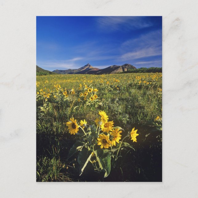 Arrowleaf balsomroot wildflowers in Waterton 2 Postcard (Front)