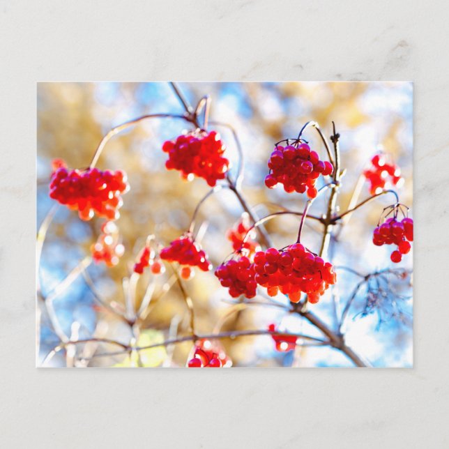 Arrowwood Berries Postcard (Front)