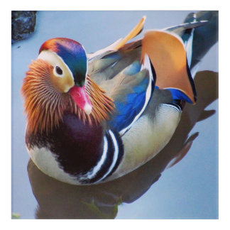 Art by Davey Mandarin Duck Acrylic Wall Print