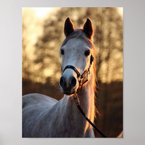 Art for Horse Lovers _ Horse Photo Portrait Poster