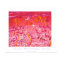 Art Poster: Ruby Flamingoes, Camargue, France