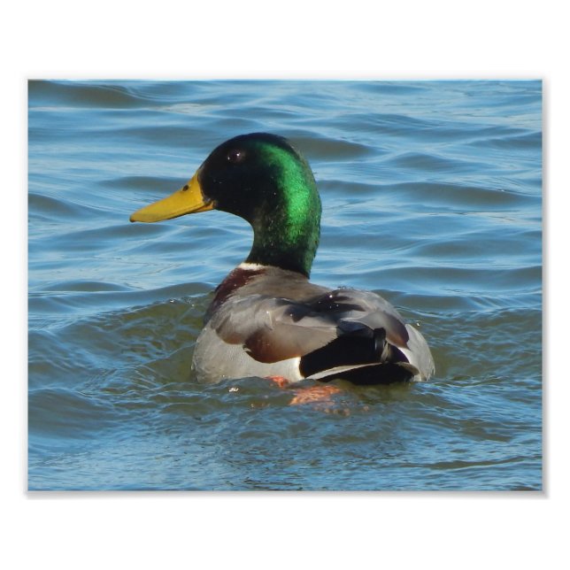Art Print: Mallard Duck Photo Print (Front)