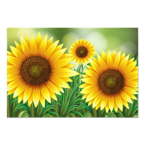 Art Print_Sunflowers Photo Print