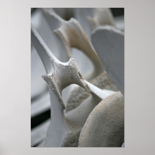 Art Print Whale Vertebrae Poster