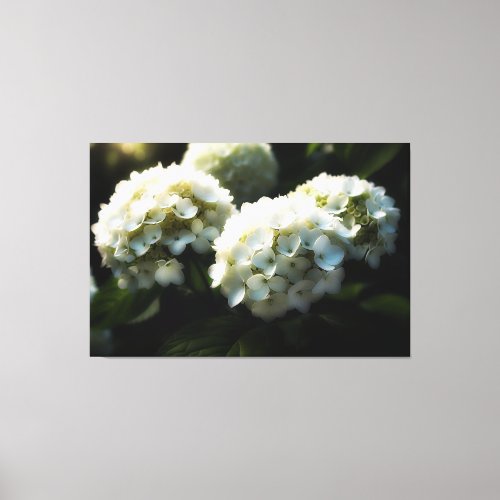  Art White Hydrangea TV2 Stretched Canvas Print