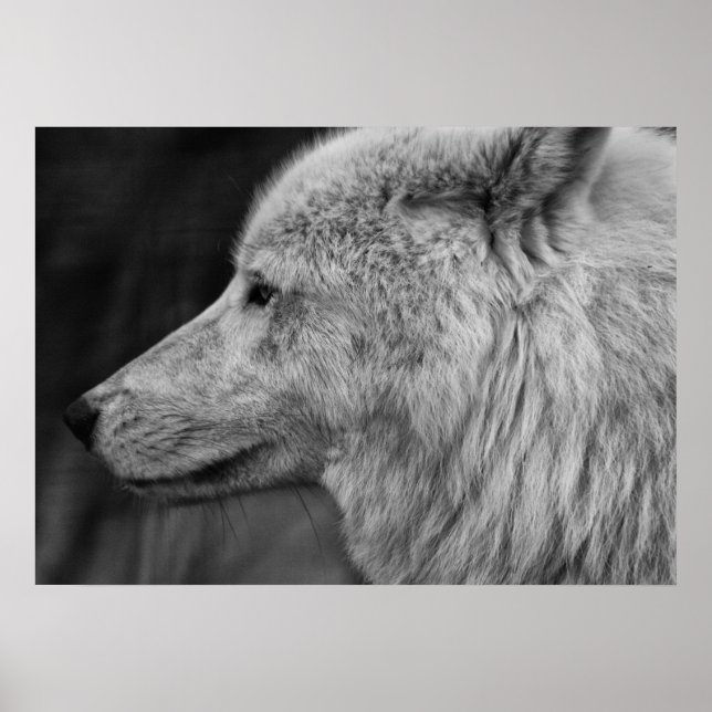 Artc Wolf Poster (Front)