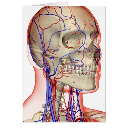 Arteries and veins in the head and neck (Front)