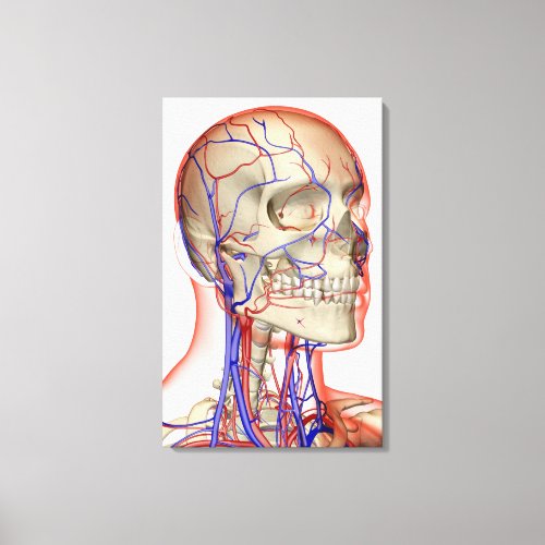 Arteries and veins in the head and neck canvas print