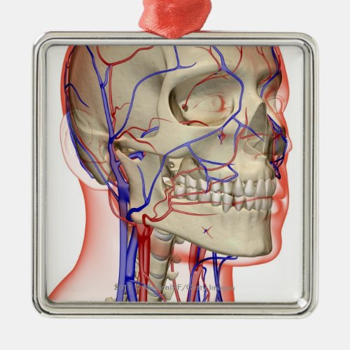 Arteries and veins in the head and neck metal ornament