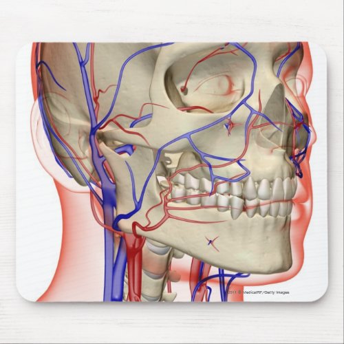 Arteries and veins in the head and neck mouse pad