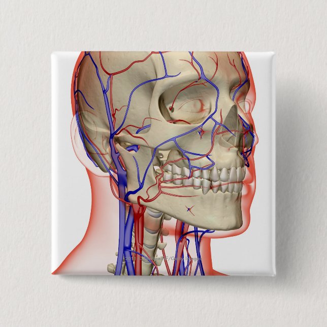 Arteries and veins in the head and neck pinback button (Front)