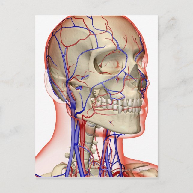 Arteries and veins in the head and neck postcard (Front)