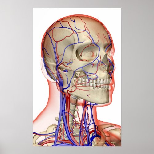 Arteries and veins in the head and neck poster