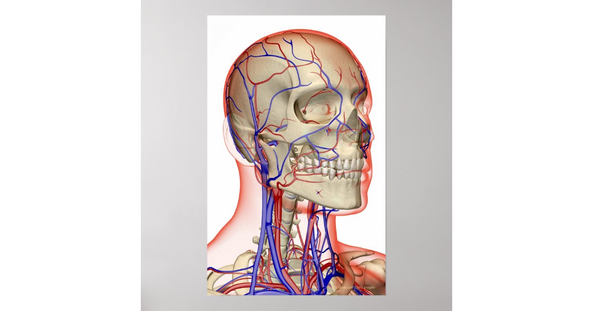 Human Anatomy Veins & Nerves Of Neck Poster Nerves Of Neck Wall