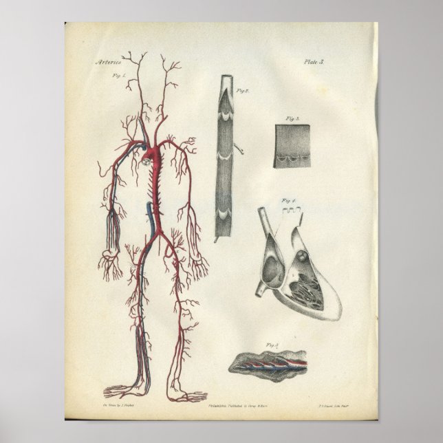 Arteries Heart Vintage Anatomy Print (Front)