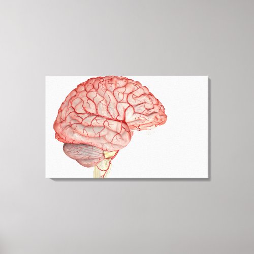Arteries of the Brain 3 Canvas Print