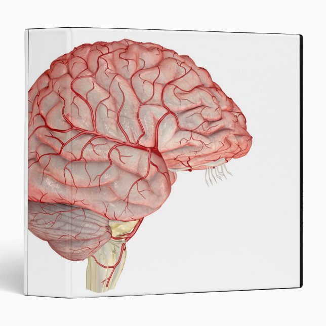 Arteries of the Brain 3 Ring Binder (Front/Spine)