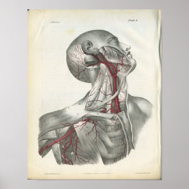 Arteries of the Head & Neck Anatomy Print (Front)