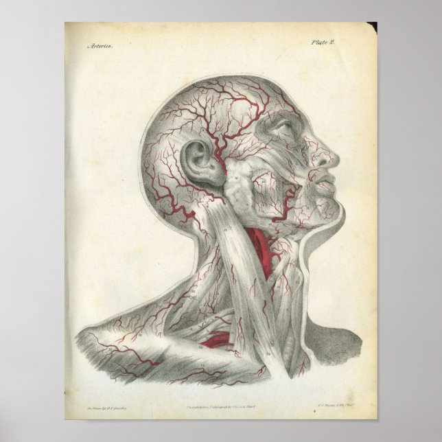 Arteries of the Head & Neck Anatomy Print (Front)