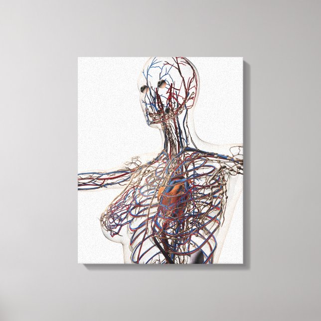 Arteries, Veins, And Lymphatic System 1 Canvas Print (Front)