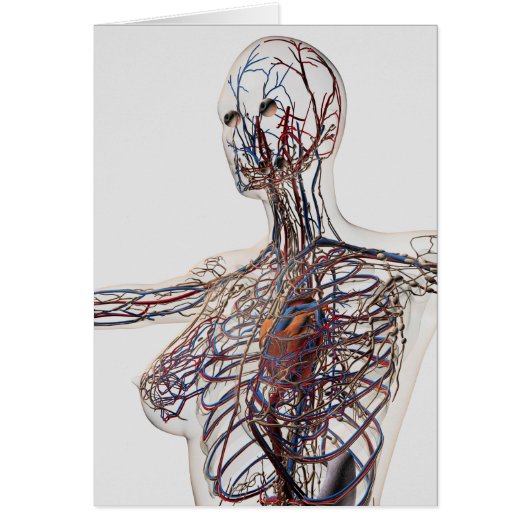 Arteries, Veins, And Lymphatic System 1 Cards (Front)