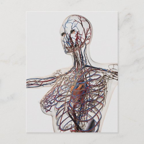 Arteries Veins And Lymphatic System 1 Postcard