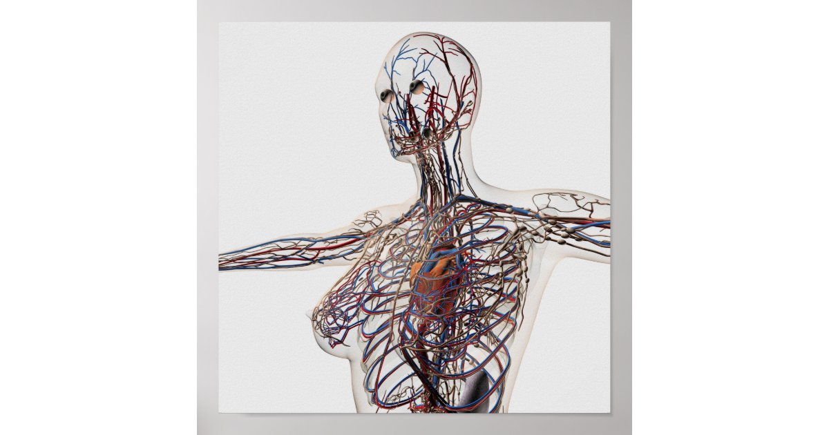 Arteries, Veins, And Lymphatic System 1 Poster | Zazzle.com