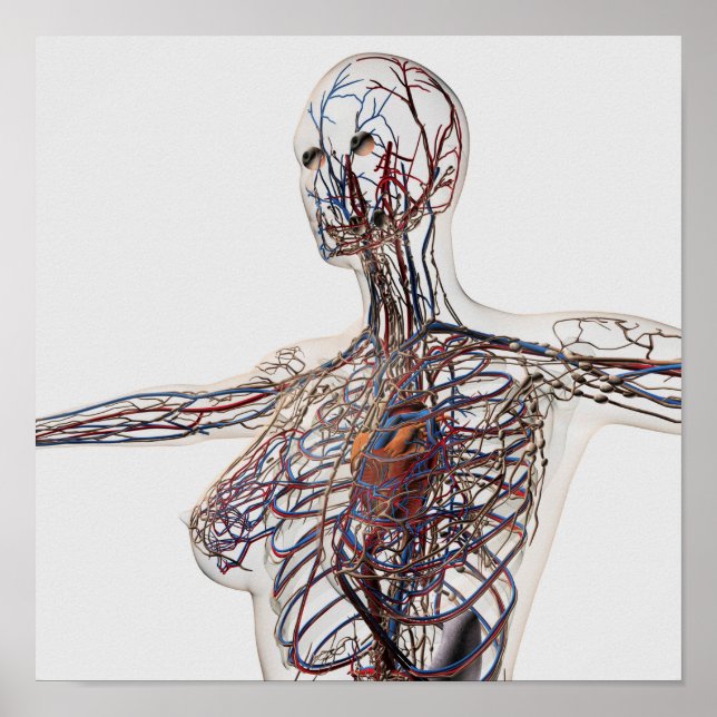 Arteries, Veins, And Lymphatic System 1 Poster (Front)