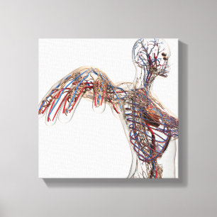 Arteries, Veins, And Lymphatic System 2 Canvas Print