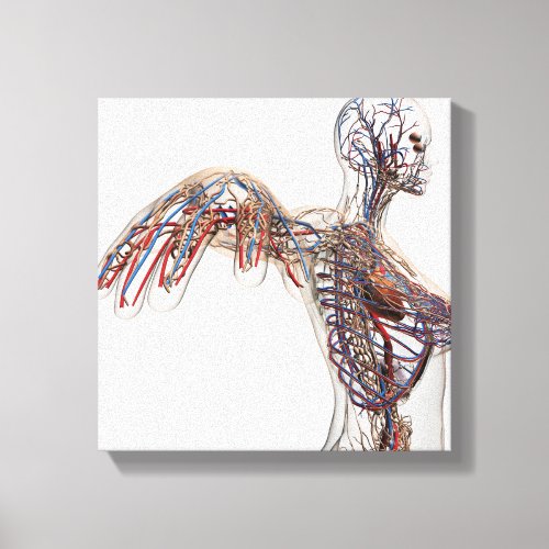 Arteries Veins And Lymphatic System 2 Canvas Print